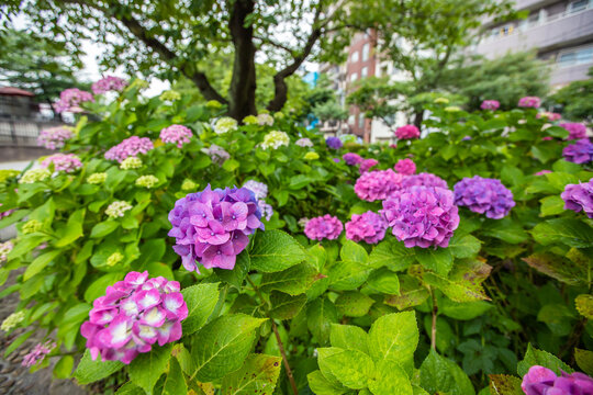 隅田 Images Browse 333 Stock Photos Vectors And Video Adobe Stock