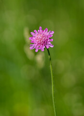 A Trifolium pratense