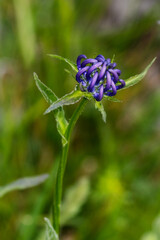 A Phyteuma hemisphaericum