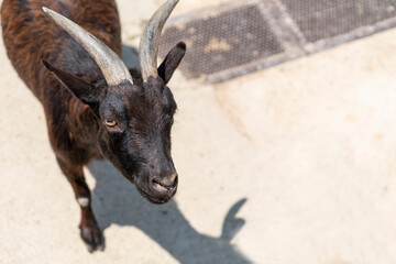 Portrait of a goat on a farm in the village or in zoo on blurry nature background. Goat and goatling in the field. Photo with copy space. Feast of Sacrifice. 