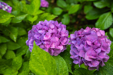 東京都台東区　隅田公園あじさいロード