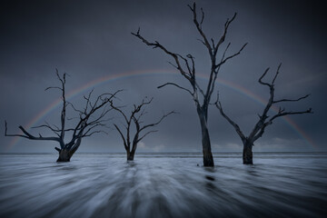 Magnificent Rainbow Framing Leafless Trees on Botany Bay Beach