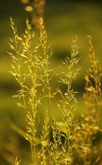 Field of grass in golden evening light