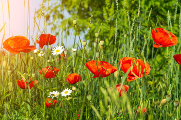 Red poppies and chamomiles with green grass in meadow. Summer wildflowers meadow flowers on a background of blue sky