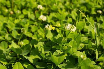 Trifolium repens white clover plant flower on green grass summer lawn 