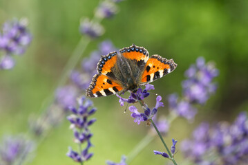 Fototapeta na wymiar Small tortoiseshell butterfly (Aglais urticae) with fully open wings perched on lavender plant in Zurich, Switzerland
