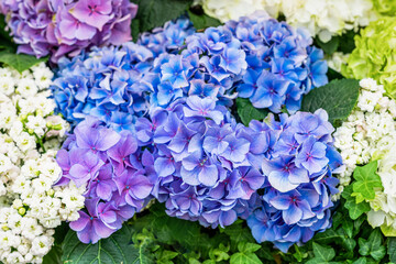 Blossoming flowers of blue Hydrangea. Vivid summer background