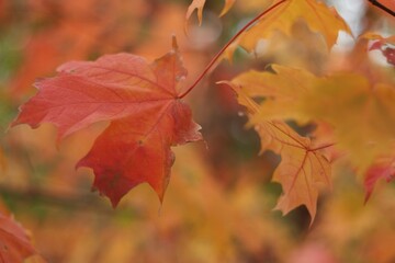 Naklejka na ściany i meble Orange autumn leaves in central park