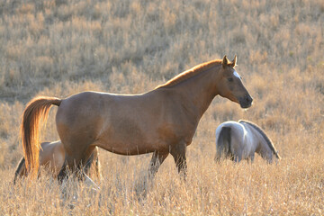 horses in the savannah