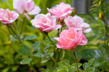 Background image of roses. Colored fresh pastel color roses. Rose bush in the garden. Water drops on flowers. Drops of water close-up on rose petals