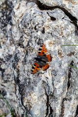 Fototapeta na wymiar A camouflaged butterfly