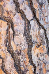 The surface of the bark of a coniferous tree.
