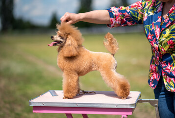 Cute red toy poodle posing at dog show. Dog training for performance at the exhibition.