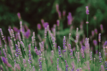 Obraz premium lavender flowers in a country garden