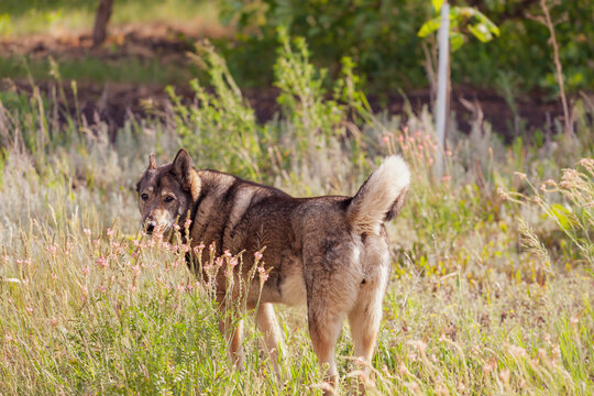 The West Siberian Laika dog turned around and looked from behind a thicket of blooming mouse peas. Selective focus.