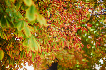 Colorful chestnut leaves over the sky on a beautiful fall day