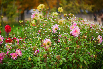 Obraz premium Pink dahlias blooming in Luxembourg garden or Tuileries, Paris