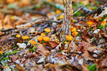 Obraz premium Honey fungus growing in forest
