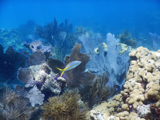 Sea scene with fish, sea fans and coral