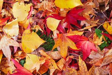 Bright colorful red and yellow autumn leaves on a sunny fall day