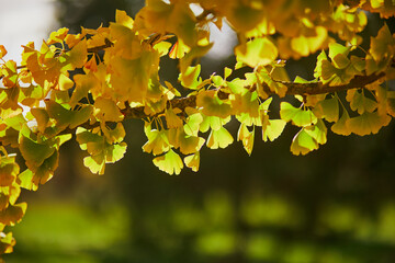 Bright colorful yellow ginkgo autumn leaves on a sunny fall day