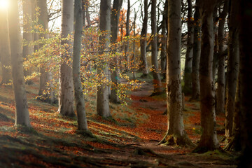 Trees caught by the sun on Sharpenhoe Clappers