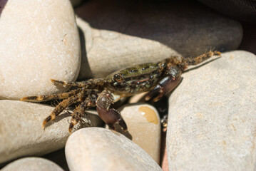 Marbled crab. Black Sea. Crab in the stones.