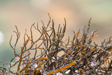 Beautiful wet brown algae on the Black Sea coast, Russia