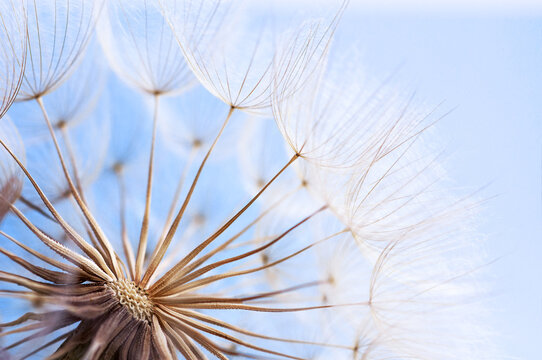 dandelion seeds close-up on a blue sky background