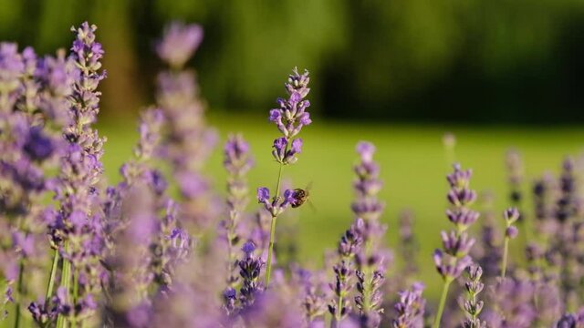 Honey bee on a fragrant lavender flower. A bee working on a growing close-up of a field of lavender flowers. Macro. Slow motion. Blooming purple fragrant lavender flowers on the field, close up