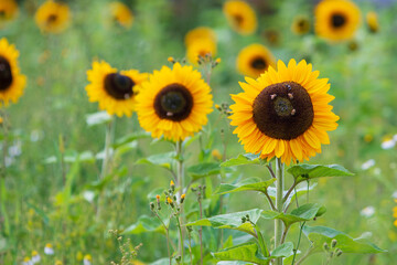 Obraz premium Blooming sunflowers in the field