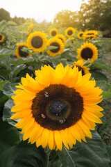 Blooming sunflowers in the field