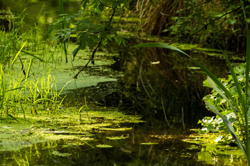 Obraz na płótnie Canvas pond with green duckweed among trees and grasses