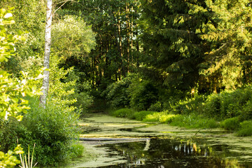 Fototapeta na wymiar pond with green duckweed among trees and grasses