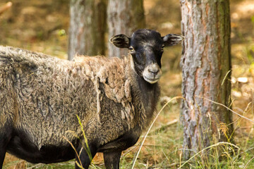 a ram standing in the woods - obrazy, fototapety, plakaty
