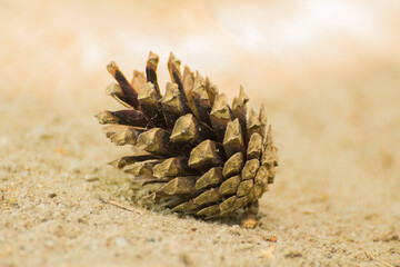 pine cone lying on the sand - obrazy, fototapety, plakaty