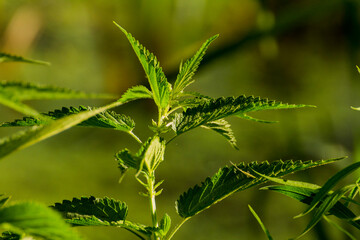 young green nettle among green grass  © Paulina