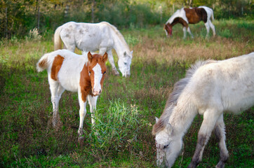 Grazing horses