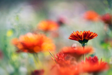 Pot Marigold (Calendula officinalis) on blur background. Red flowering medicinal plant of the family Asteraceae. - obrazy, fototapety, plakaty