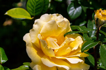 Rosa 'Julia Child' pertenece a la familia Rosaceae