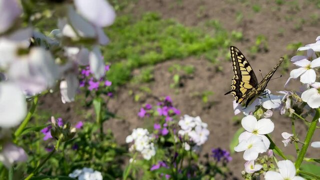 4k Butterly flying from flower to flower and eating nectar. Butterfly on flowers