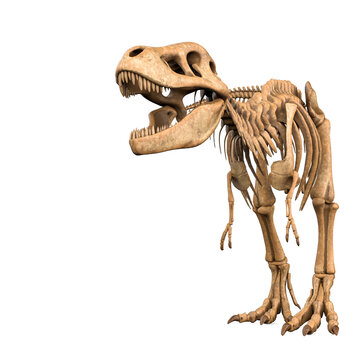 tyrannosaurus skeleton with copy space in white background
