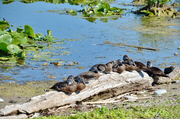 Wood duck babies gathered together on a log in Ontario, Canada.