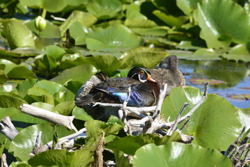 Wood ducks in a wetland in Ontario, Canada.