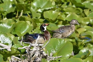 Wood ducks in a wetland in Ontario, Canada.