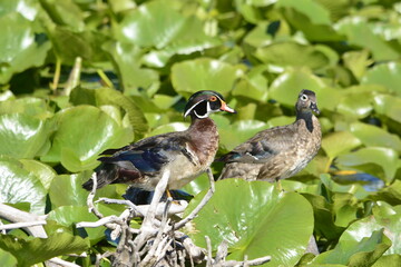 Wood ducks in a wetland in Ontario, Canada.