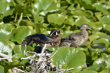 Wood ducks in a wetland in Ontario, Canada.
