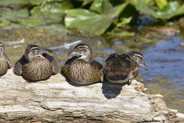 Wood duck babies gathered together on a log in Ontario, Canada.