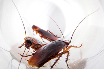 cockroach on white background