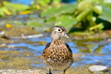Wood duck babies gathered together on a log in Ontario, Canada.